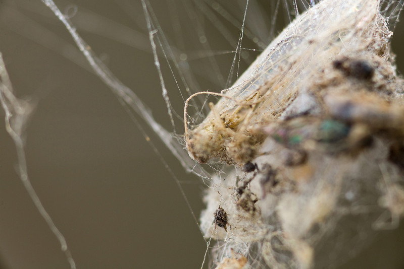 IMAGE: http://mrigsby.smugmug.com/photos/273003866_todH5-L.jpg