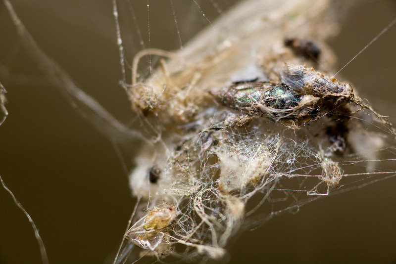 IMAGE: http://mrigsby.smugmug.com/photos/273004233_33KSb-L.jpg