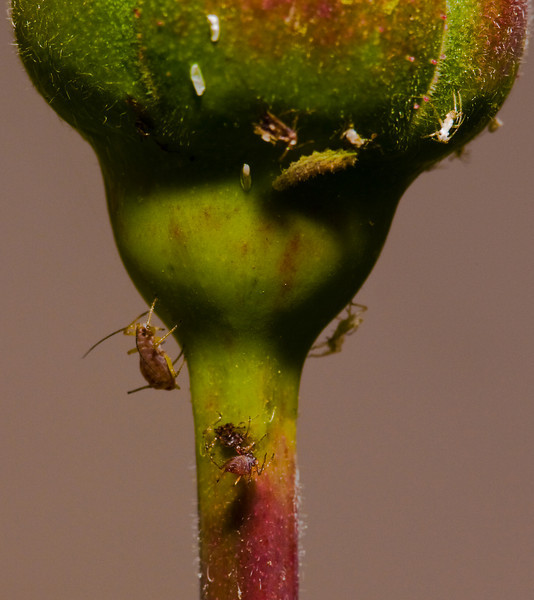 IMAGE: http://mrigsby.smugmug.com/photos/274917916_fq5Qu-L.jpg